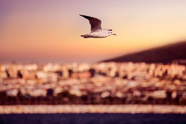 Spende Ein stimmungsvolles Bild vom Strand. Eine Möwe fliegt durch die durch den Sonnenuntergang gefärbte Kulisse.